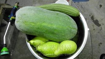 吃瓜网 今日吃瓜 热门大瓜,热门大瓜盘点，揭秘娱乐圈最新动态