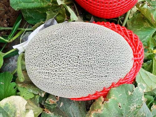 黑吃瓜料网真实吗,真实与否，一探究竟